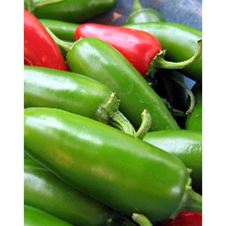 Capsicum 'Jalapeno Early' Paprika